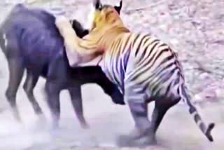 टाइगर और जंगली सुअर की लड़ाई
