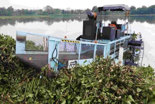 Fertilizer will be made from water hyacinth