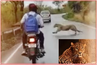 Leopard In Front of Bike