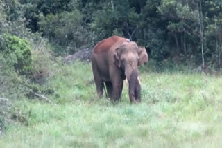 Meghamala  Arikkomban  ആന  elephant  അരികൊമ്പൻ  മേഘമല  Arikkomban permanent presence  residential areas of Meghamala  tamilnadu forest department  പെരിയാർ വനമേഖല  ചിന്നമെല്ലൂർ  തമിഴ്‌നാട് വനമേഖല