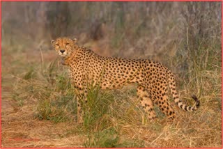 Cheetah Died