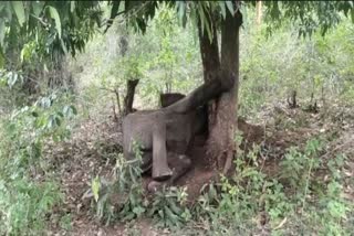 elephant got trapped between the trees