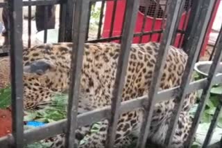 leopard dies while undergoing treatment