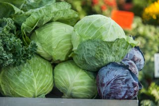 Cabbage Benefits News