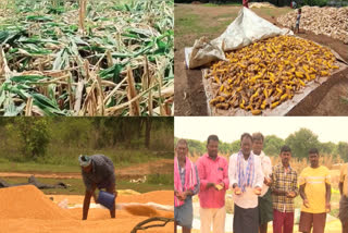 Maize crop