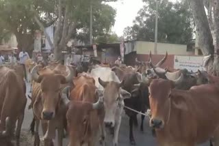 Cattle Smuggling in Alwar