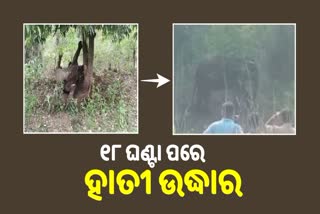 Trapped elephant rescued