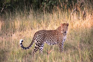 Leopard seen in Kanker bypass