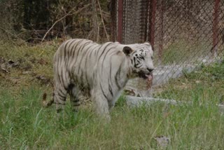 white tigress vindhya