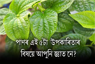 From diabetes to reducing stress, know 5 surprising benefits of betel leaves