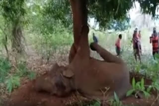 Elephant stuck between tree trunks, rescued