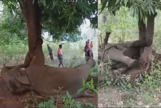 Elephant Strucked Under Tree Trunks In Odisha Angul District