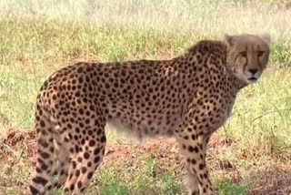 mp-female-cheetah-dheera-died-in-kuno-national-park-cheetah-dhira-died-in-fight-between-cheetahs