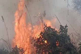 वीटीआर के जंगल में लगी आग