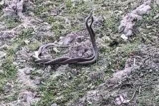 Video of snake romance viral