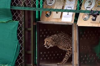 Female Cheetah Dheera dies  പ്രൊജക്‌ട് ചീറ്റ  Female Cheetah Dheera dies in Kuno National Park  കുനോ ദേശീയോദ്യാനത്തിൽ ഒരു ചീറ്റ കൂടി ചത്തു  20 ചീറ്റകളെ ഇന്ത്യയിൽ എത്തിച്ചു  Kuno National Park