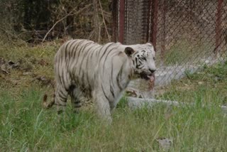 Three tigers including cub died in mp