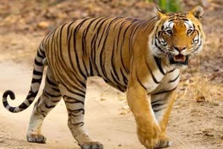 Tiger moves in army area Mhow