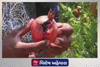 Kutch News : દાડમના પાકમાં સુકારા રોગે દહેશત ફેલાવતા ખેડૂતો થયા પાયમાલ, સરકાર પાસે કરી વળતરની માંગ