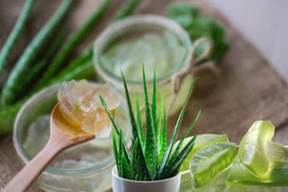 Aloe vera gel News