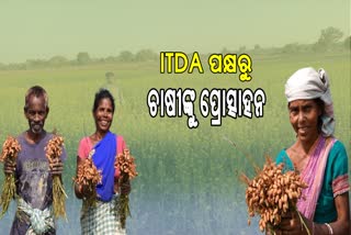 itda gave incentive amount to farmers