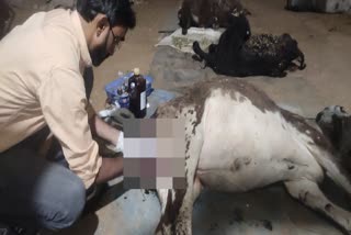 Emergency treatment of calf in Bhiwani