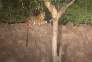 Shivpuri Leopard video viral