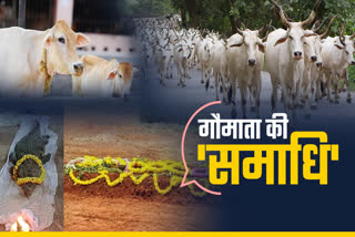 MP Government will built samadhi of cows