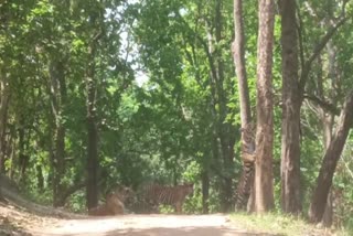 kanha tiger reserve tigress seen with 3 cubs