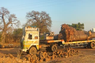 Rare Khorasani tamarind trees in Mandav being secretly transported to Hyderabad