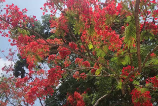 gulmohar blossom in moolamattom idukki  gulmohar blossom in moolamattom  gulmohar flowers in moolamattom  gulmohar  gulmohar idukki  gulmohar moolamattom  വാകപ്പൂക്കൾ  ഗുൽമോഹർ  ഗുൽമോഹർ പൂക്കൾ  ഗുൽമോഹർ മൂലമറ്റം  മൂലമറ്റം കെഎസ്ഇബി ക്വാർട്ടേഴ്‌സ് ഗുൽമോഹർ  വാക  വാകപ്പൂ