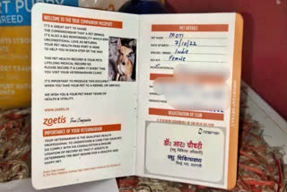 'Passports' ready, Varanasi street dogs set to fly to Italy and Netherlands