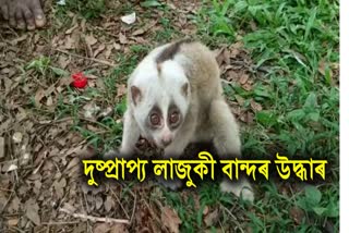 Slow loris rescued at Chandrapur