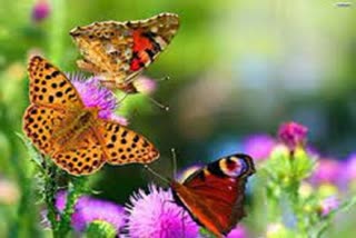 Butterfly Festival started in Devalsari