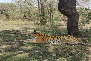 Tiger caught on camera in Bhopal