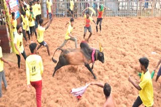 கொளத்தூர் ஜல்லிக்கட்டில் சீறிய காளைகள்