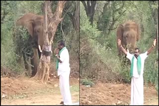 drunk person who disturbed elephant