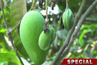 Heat Waves Effect in Mango Production ETV BHARAT