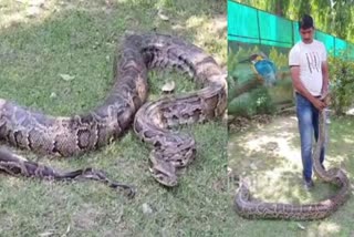 python enters village