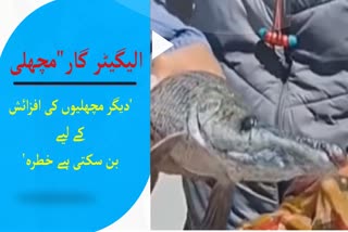 alligator-gar-fish may pose a threat to other fish species In Dal Lake ,SKUST K Dean Fisheries