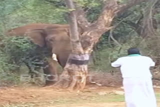 Man teases wild elephant Tamil Nadu