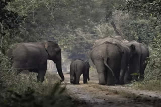 Two persons killed by tuskers, four elephants electrocuted, in separate incidents in Andhra Pradesh