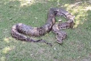forest-department-team-rescues-14-feet-long-python-from-forest-division-area-ramnagar-of-uttarakhand