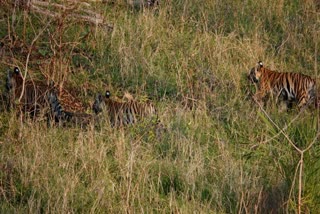 MP Tiger population increased in Pench Tiger Reserve