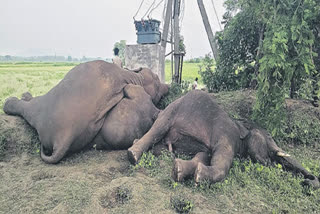 elephant died in Andhra Pradesh  Four elephant died  elephant died news  ಪಶ್ಚಿಮಬಂಗಾಳದಿಂದ ವಲಸೆ ಬಂದ ನಾಲ್ಕು ಆನೆಗಳು ಸಾವು  ಸ್ಥಳದಲ್ಲಿ ಭಯದ ವಾತವಾರಣ  ವಿದ್ಯುತ್​ ಸ್ಪರ್ಶಿಸಿ ಮರಿ ಆನೆ ಸೇರಿ ನಾಲ್ಕು ಆನೆಗಳು ಮೃತ  ಆನೆಗಳು ಮೃತಪಟ್ಟಿರುವ ಘಟನೆ ಆಂಧ್ರಪ್ರದೇಶದ ಪಾರ್ವತಿಪುರಂ  ಪಾರ್ವತಿಪುರಂ ಮಾನ್ಯಂ ಜಿಲ್ಲೆಯ ಭಾಮಿನಿ  ಗುರುವಾರ ರಾತ್ರಿ ನಾಲ್ಕು ಆನೆಗಳು ವಿದ್ಯುತ್‌ ಸ್ಪರ್ಶಿಸಿ  ಗುಂಪಿನಲ್ಲಿ ನಾಲ್ಕು ಆನೆಗಳು