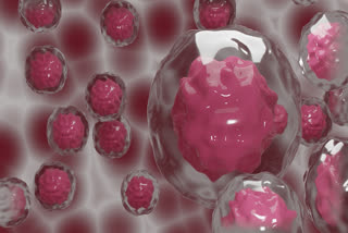 Research: Investigating stem cells can assist develop individualised regenerative medicine