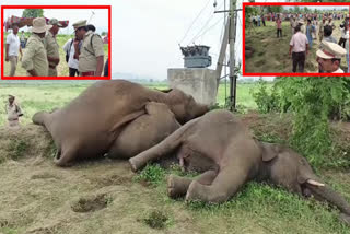 Four elephants die