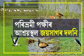 World Migratory Bird Day