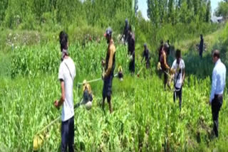 کولگام ضلع میں حکام نے 100 کنال اراضی پر پوست کی کاشت کو تباہ کر دیا
