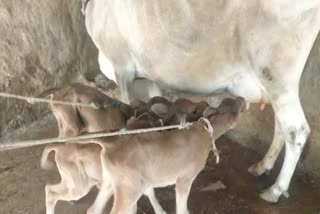 Cow gave birth to three calves in shivpuri